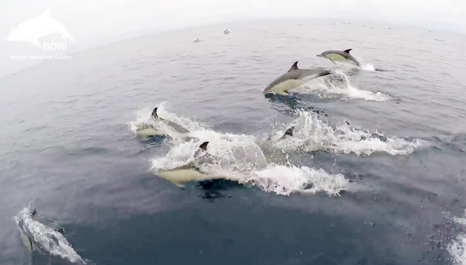 Localizados más de 3.000 delfines en las proximidades de las Islas Cíes