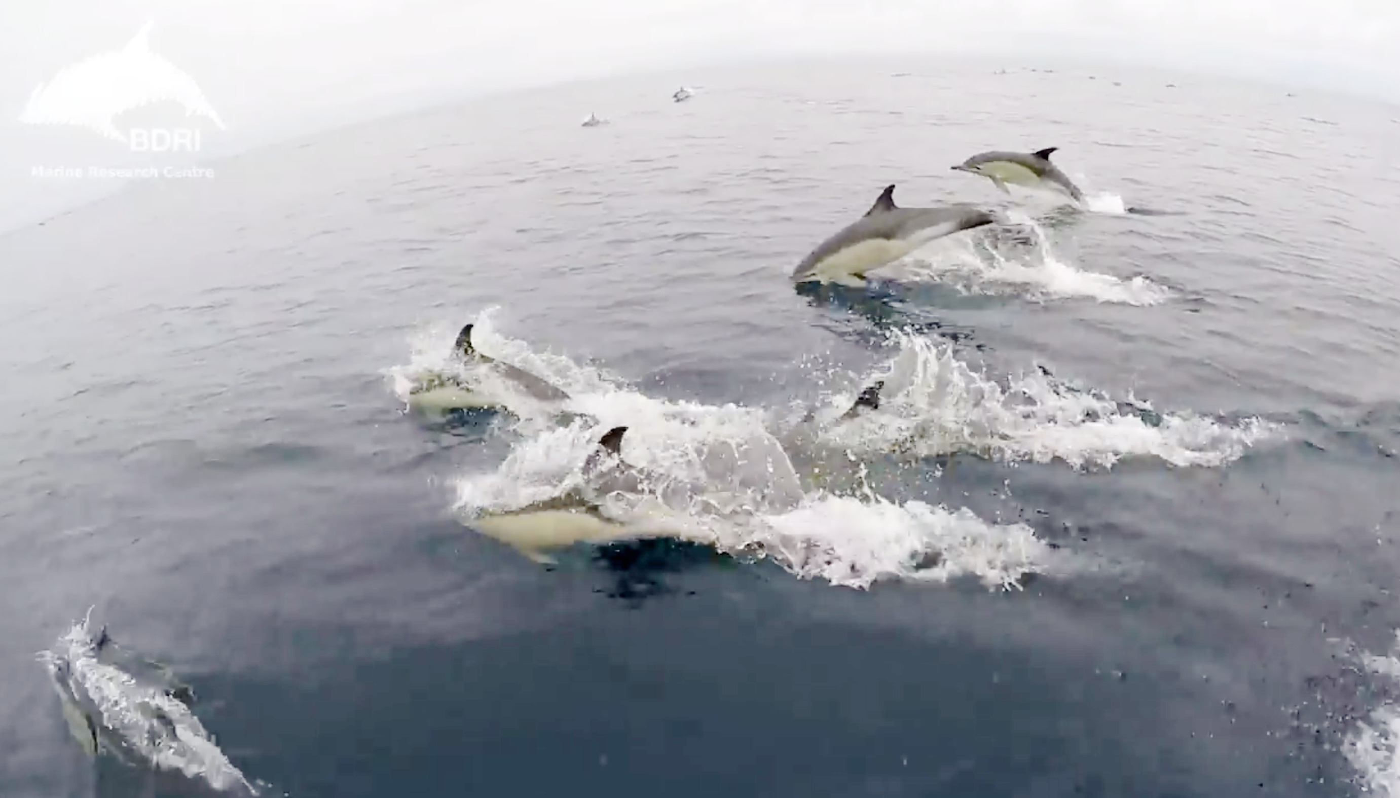 BOTTLENOSE DOLPHIN RESEARCH INSTITUTE - BDRI