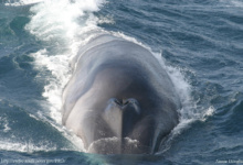 Avistamiento de una ballena en las aguas de las Islas Cíes