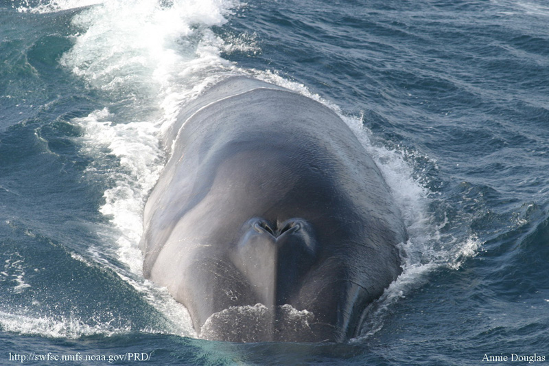 Avistamiento de una ballena en las aguas de las Islas Cíes