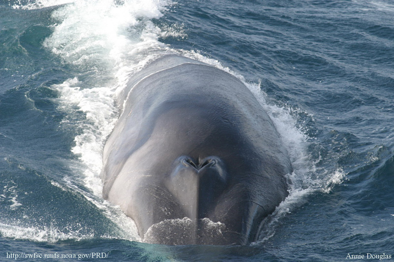 Photo: Protected Resouces Division, Southwest Fisheries Science Center, La Jolla, California. swfsc.nmfs.noaa.gov/PRD/